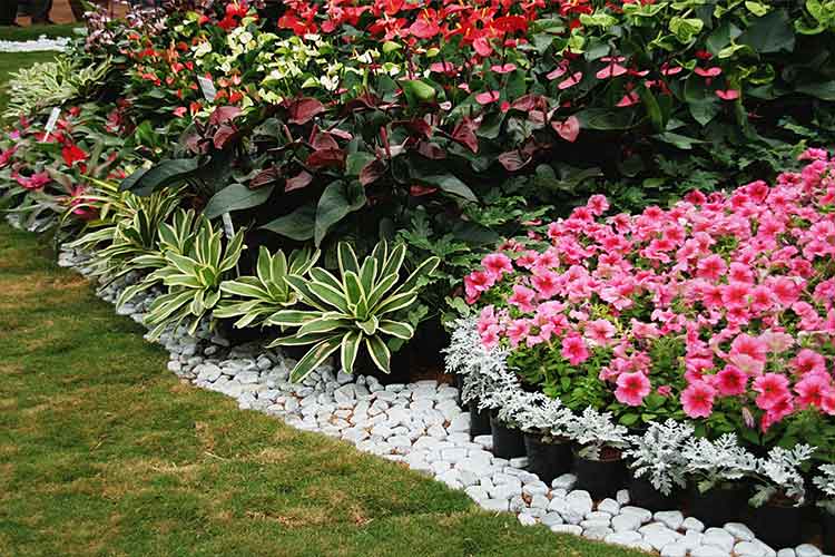 Beautifully arranged flower beds add vibrant color and charm to outdoor spaces.