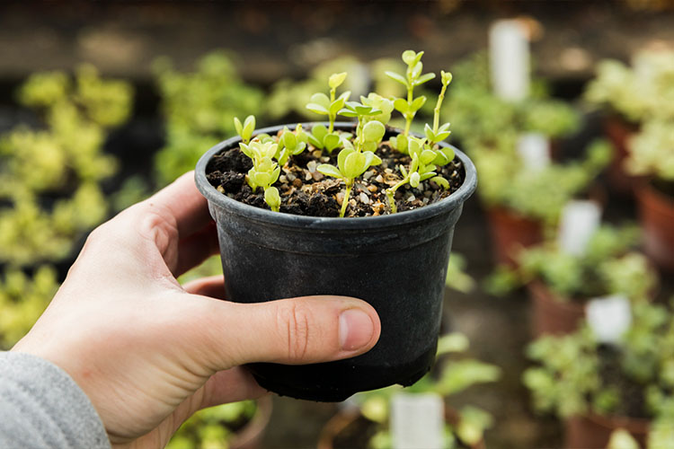 Perfect ground-cover plants that enhance gardens with texture, color, and low maintenance.