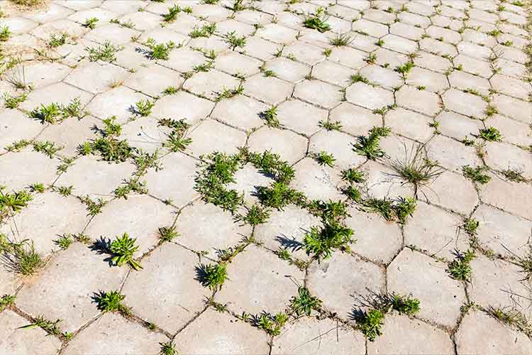 Eco-friendly plants selected to thrive naturally in Dubai’s heat and climate.