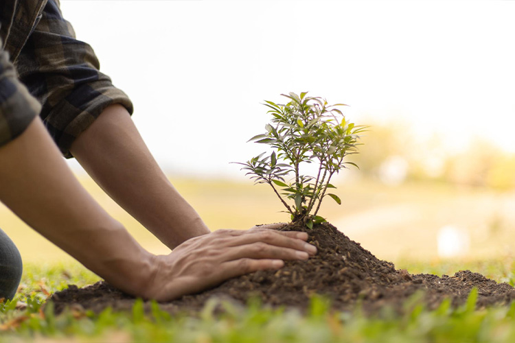We plant durable, climate-friendly trees that enhance shade, structure, and landscape value.
