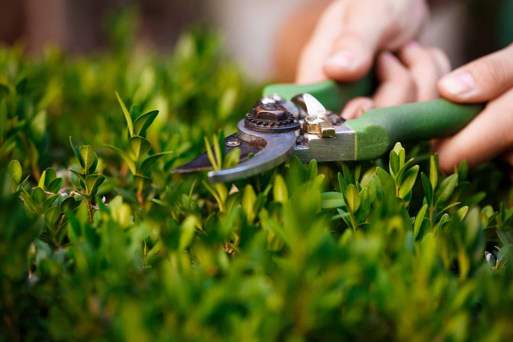 A Complete Seasonal Garden Maintenance Checklist for Dubai Homeowners